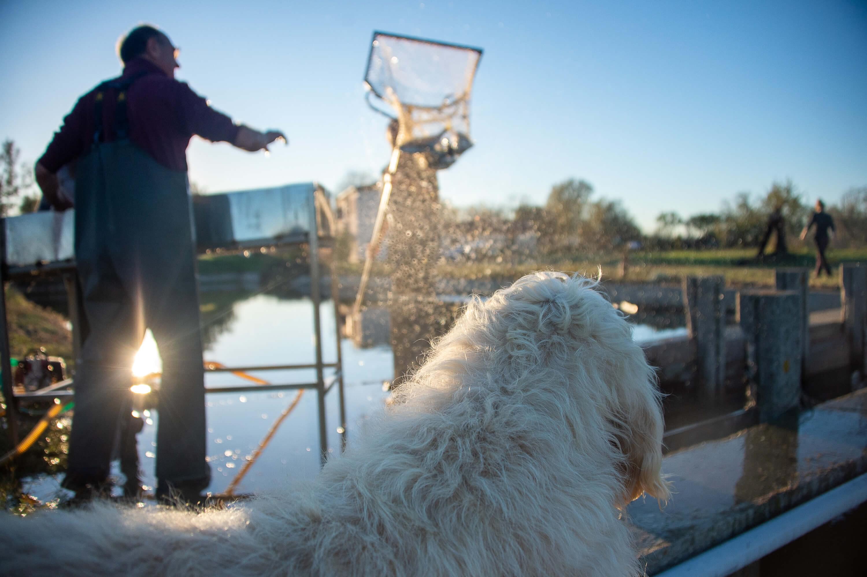 foto di mani reti da pesca ed pesci appena pescati
