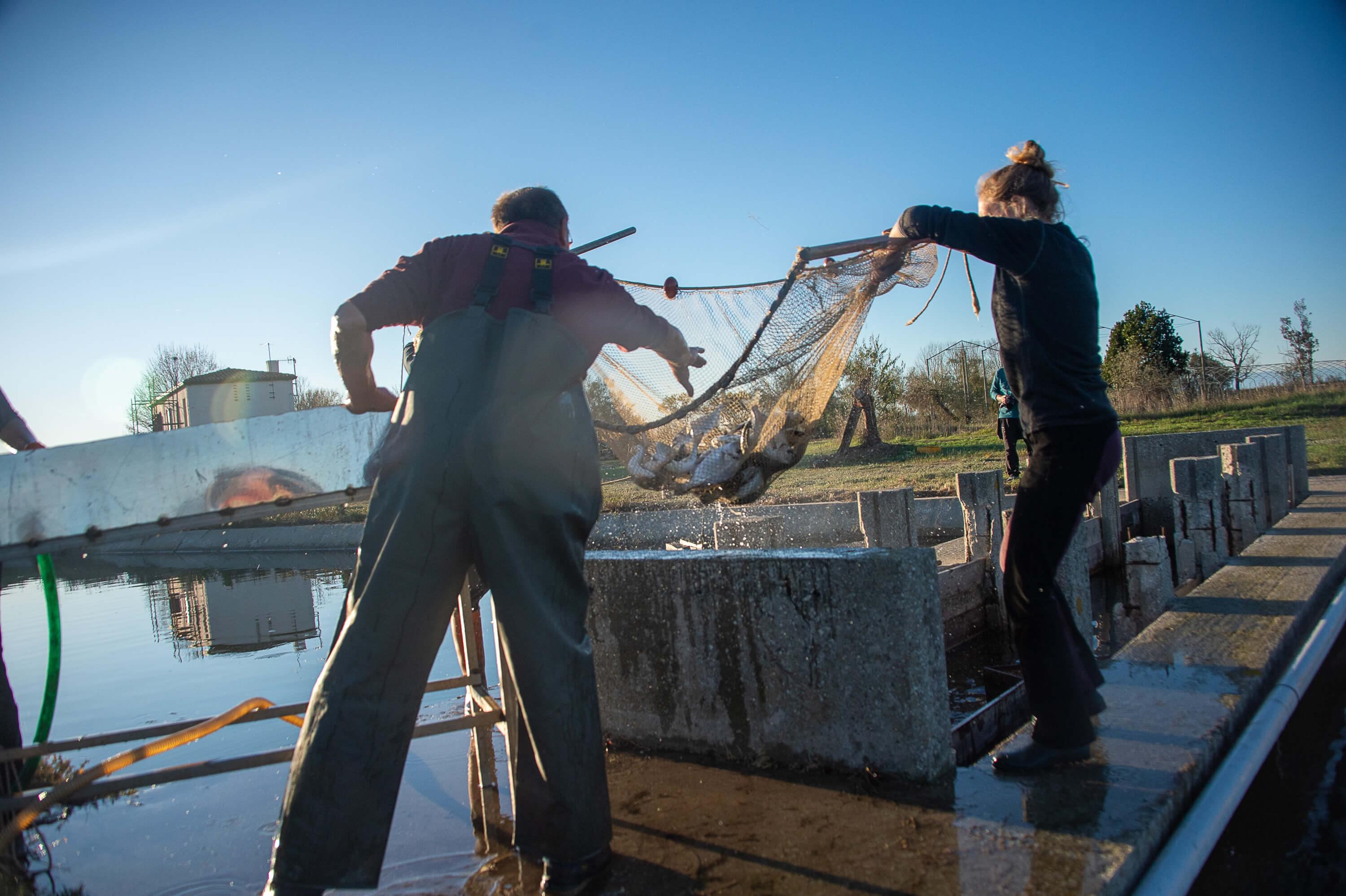 foto di pescatori che svuotano i reti pescati in laguna