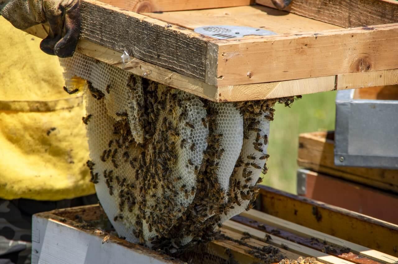 foto di casette per la api tra l'erba dell'isola Falconera in laguna